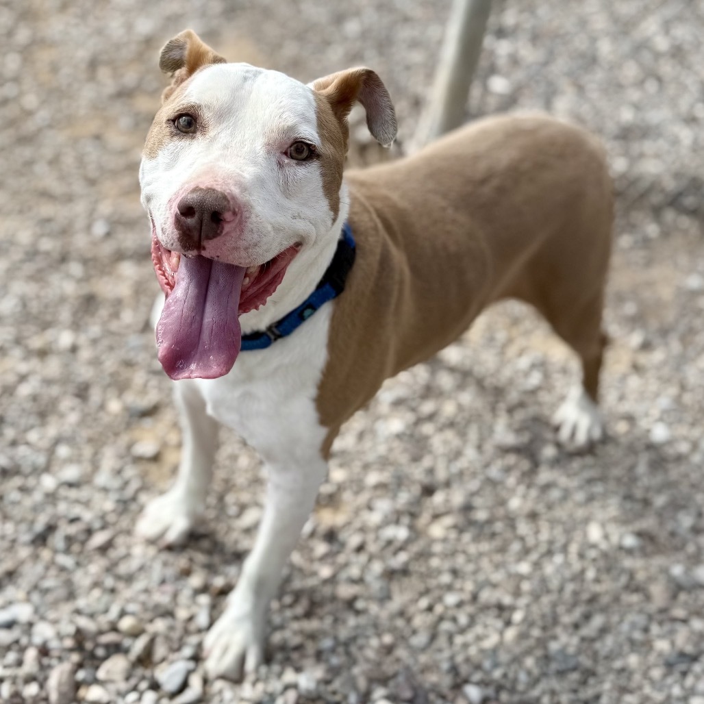 Clayton, an adoptable American Staffordshire Terrier, Pit Bull Terrier in Lander, WY, 82520 | Photo Image 2
