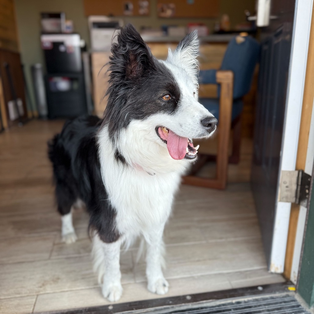 Lola, an adoptable Border Collie in Lander, WY, 82520 | Photo Image 1