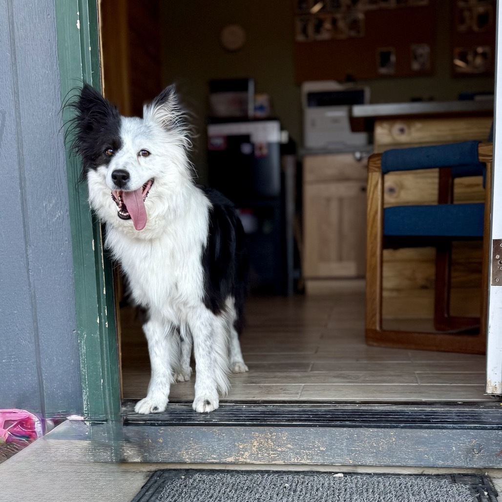 Lola, an adoptable Border Collie in Lander, WY, 82520 | Photo Image 2