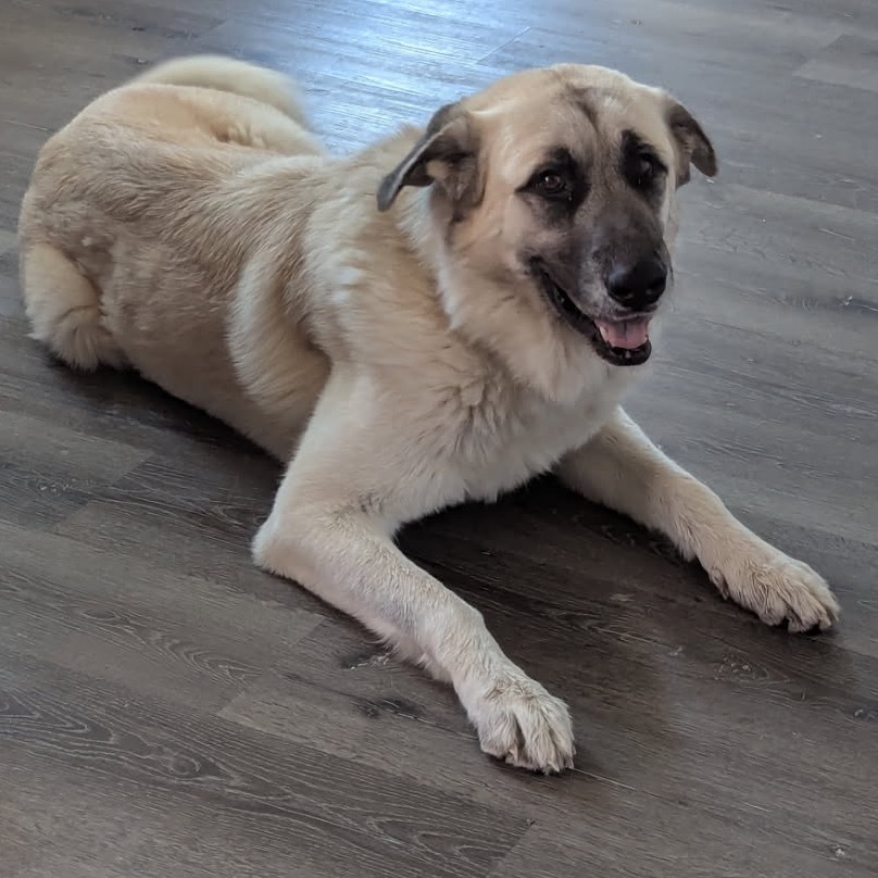 Tundra, an adoptable Great Pyrenees, German Shepherd Dog in Lander, WY, 82520 | Photo Image 1