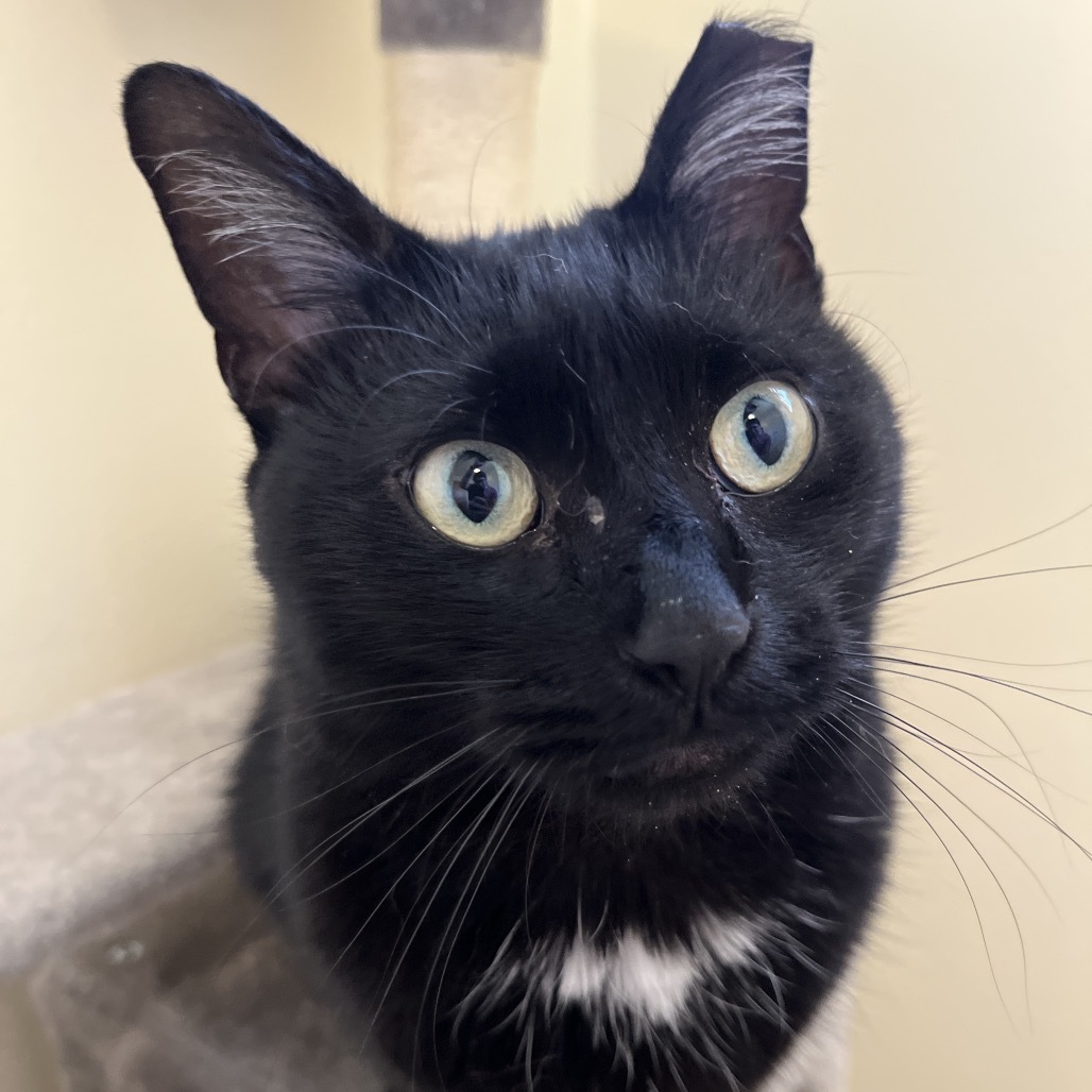Luna, an adoptable Domestic Short Hair in Lander, WY, 82520 | Photo Image 1