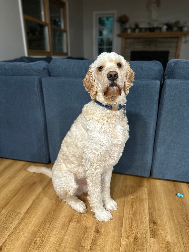 Cooper