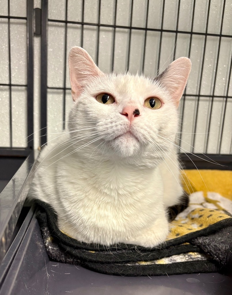 Paisley, an adoptable Domestic Short Hair in Rock Springs, WY, 82901 | Photo Image 1