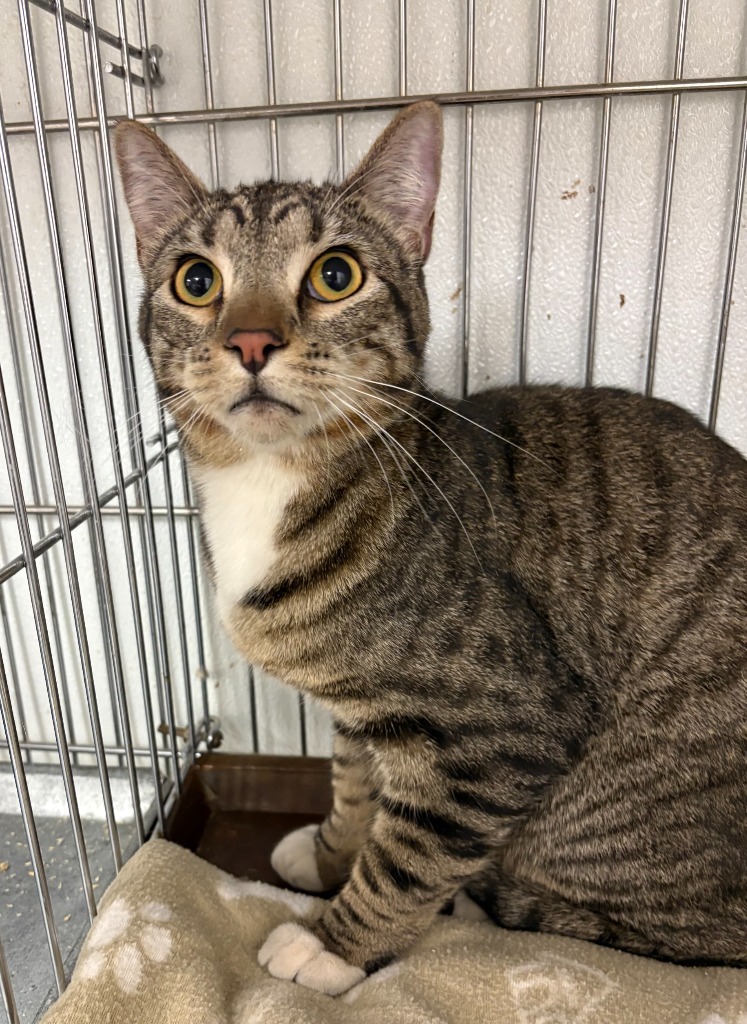 Osbourne, an adoptable Domestic Short Hair in Rock Springs, WY, 82901 | Photo Image 1