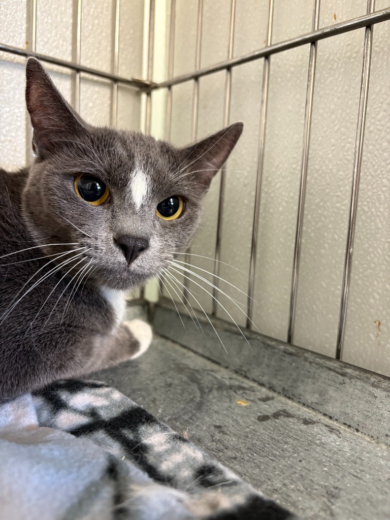 Socks, an adoptable Domestic Short Hair in Rock Springs, WY, 82901 | Photo Image 1