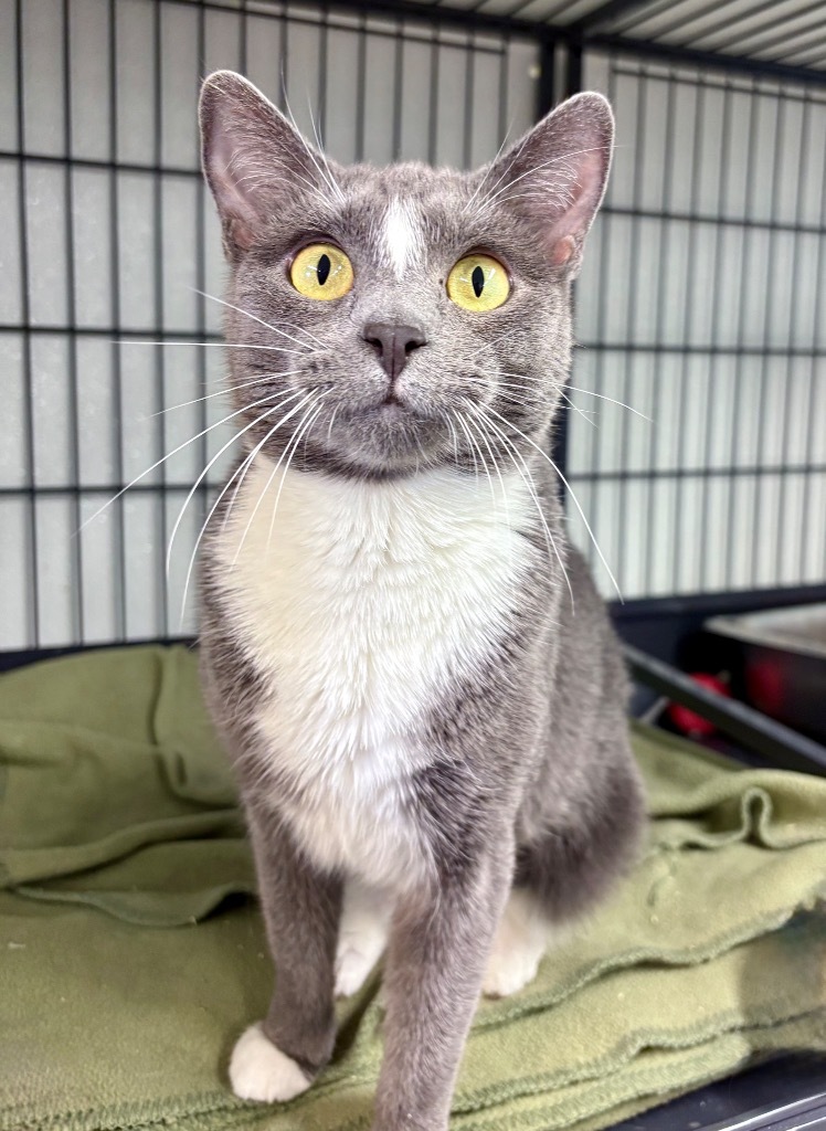 Socks, an adoptable Domestic Short Hair in Rock Springs, WY, 82901 | Photo Image 1