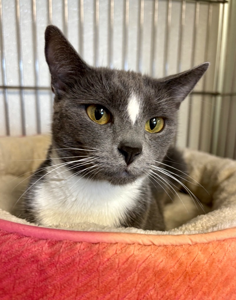 Socks, an adoptable Domestic Short Hair in Rock Springs, WY, 82901 | Photo Image 3