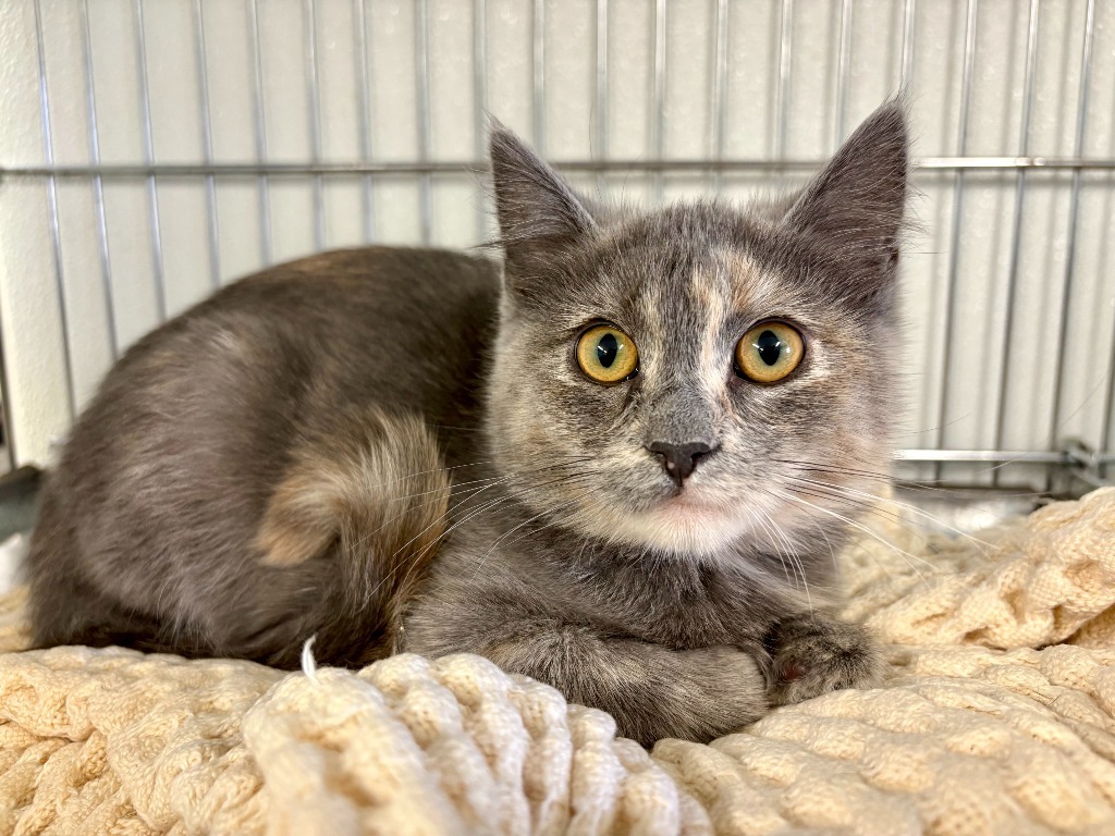 Betsy, an adoptable Domestic Short Hair in Rock Springs, WY, 82901 | Photo Image 1