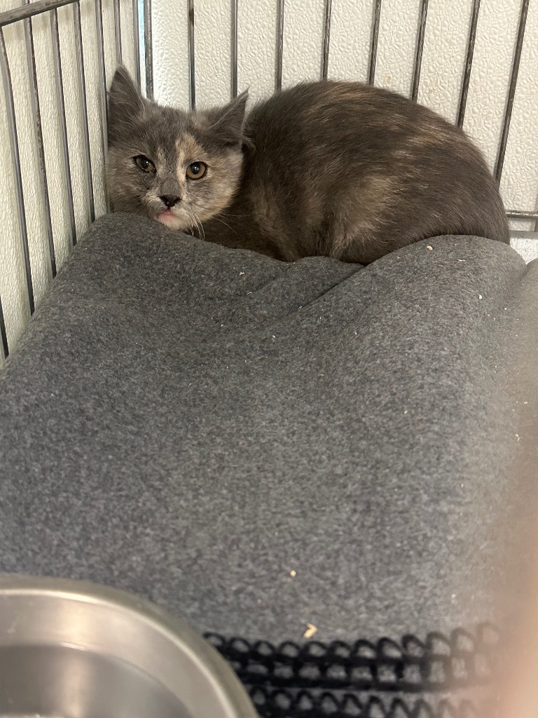 Betsy, an adoptable Domestic Short Hair in Rock Springs, WY, 82901 | Photo Image 2