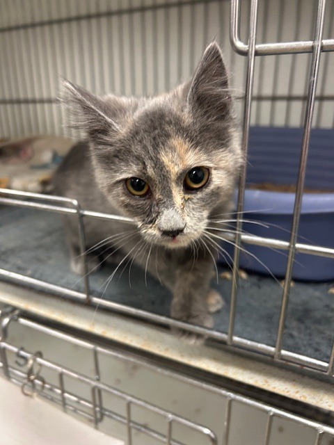 Betsy, an adoptable Domestic Short Hair in Rock Springs, WY, 82901 | Photo Image 3
