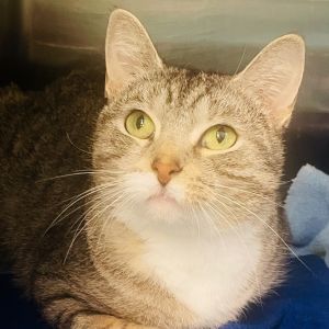 Aubrey, Adult Female unknown