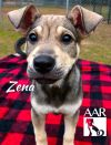 Zena photo 3