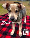 Zena photo 4