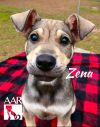 Zena photo 5