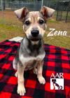 Zena photo 6