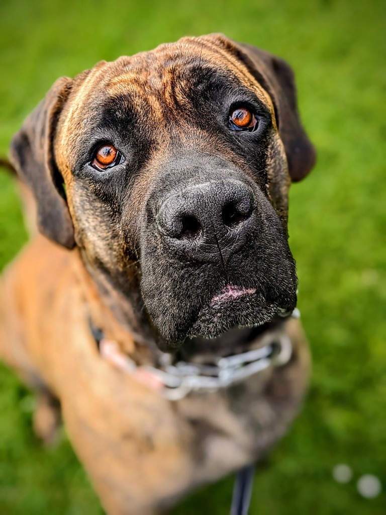 Loki, an adoptable Cane Corso, Presa Canario in Brookings, OR, 97415 | Photo Image 1