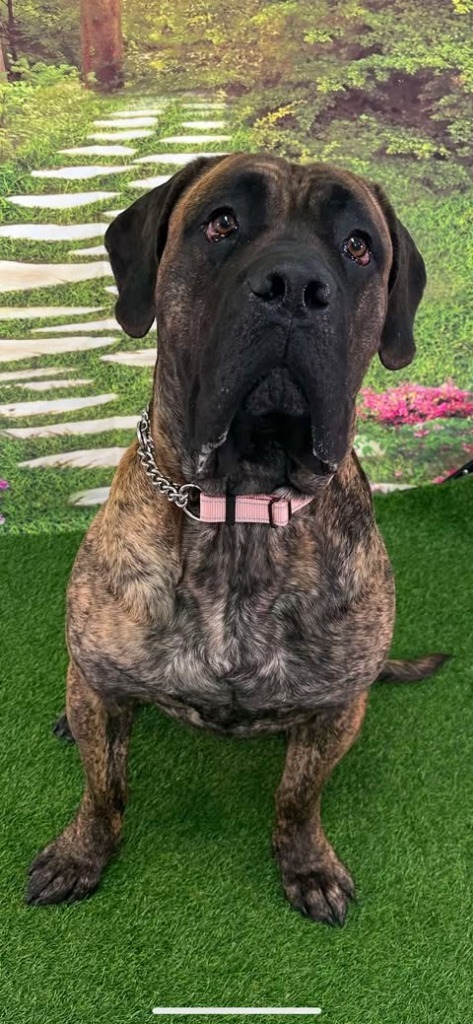Loki, an adoptable Cane Corso, Presa Canario in Brookings, OR, 97415 | Photo Image 2