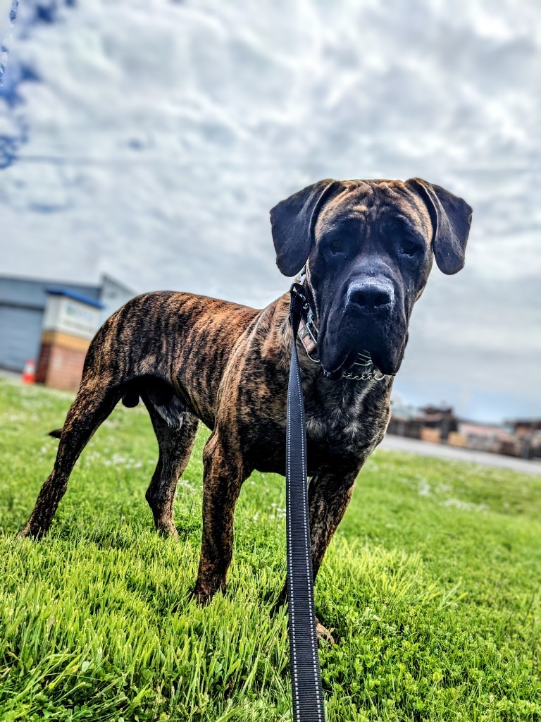 Loki, an adoptable Cane Corso, Presa Canario in Brookings, OR, 97415 | Photo Image 3
