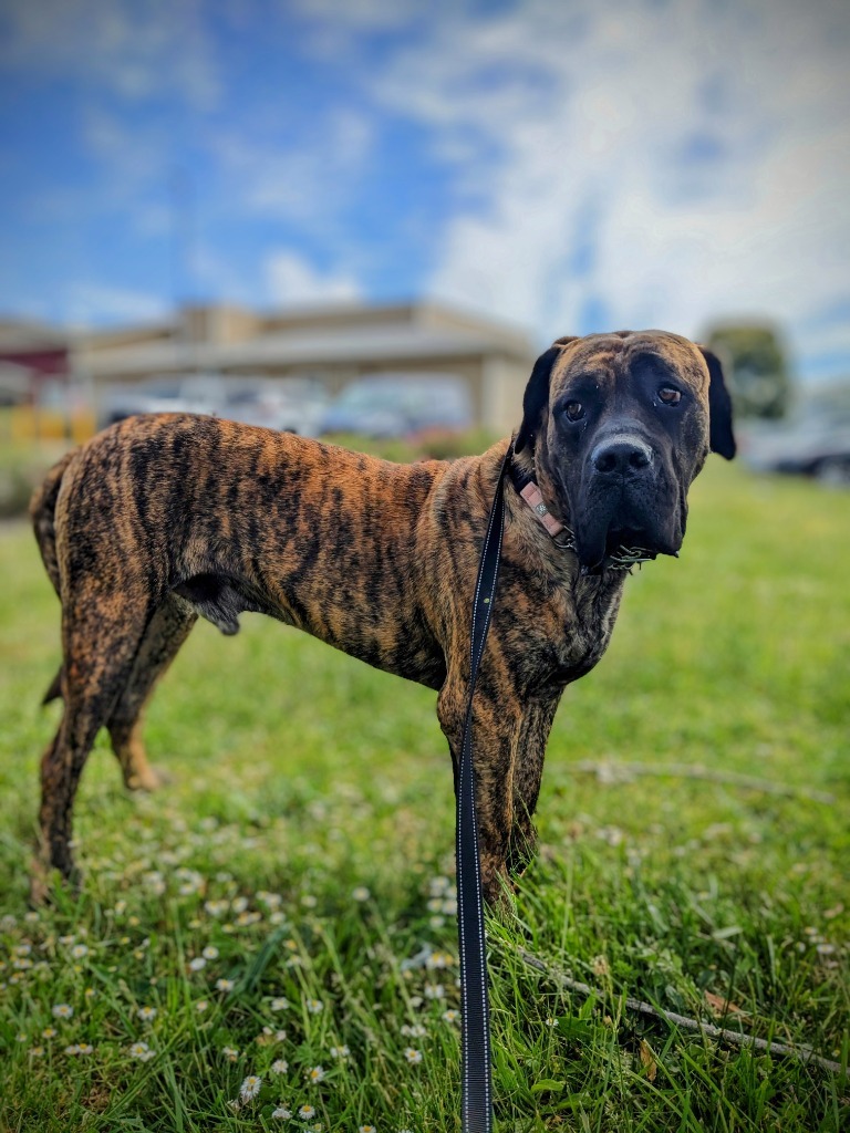 Loki, an adoptable Cane Corso, Presa Canario in Brookings, OR, 97415 | Photo Image 4