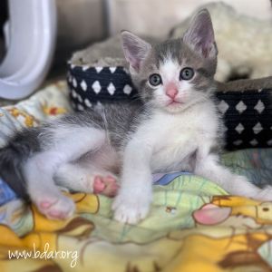 Little John, Baby Male unknown