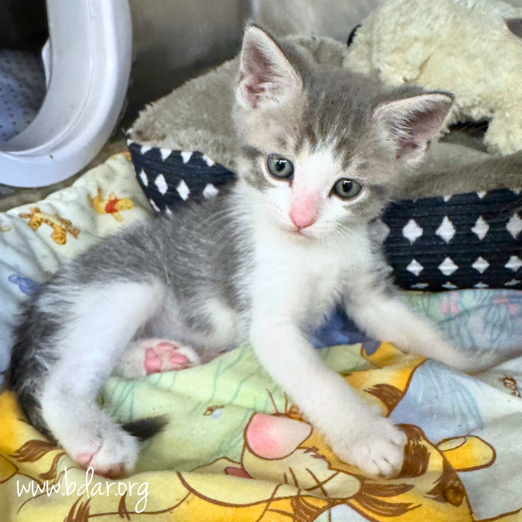 Little John, an adoptable Domestic Medium Hair in Cheyenne, WY, 82009 | Photo Image 2