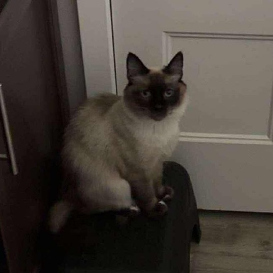 Luna, an adoptable Siamese, Domestic Medium Hair in Bismarck, ND, 58507 | Photo Image 1