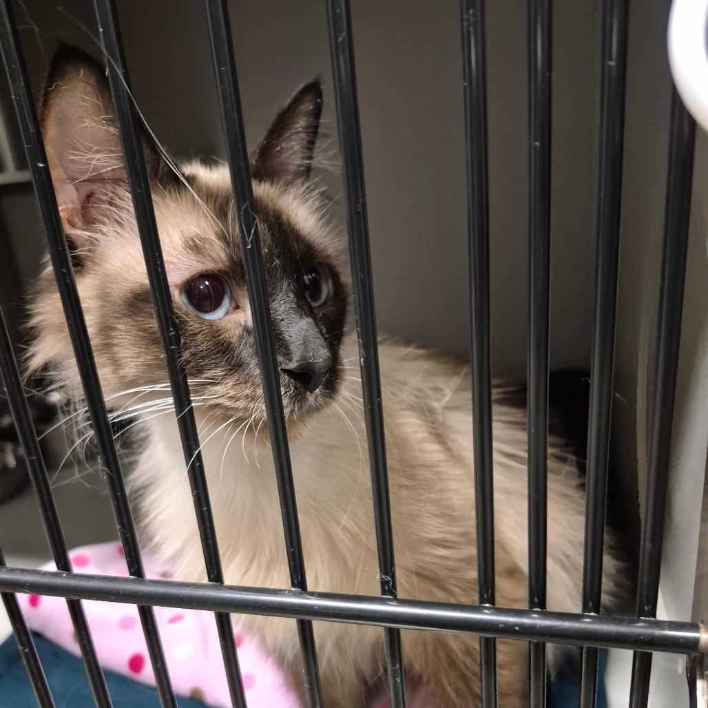 Luna, an adoptable Siamese, Domestic Medium Hair in Bismarck, ND, 58507 | Photo Image 2