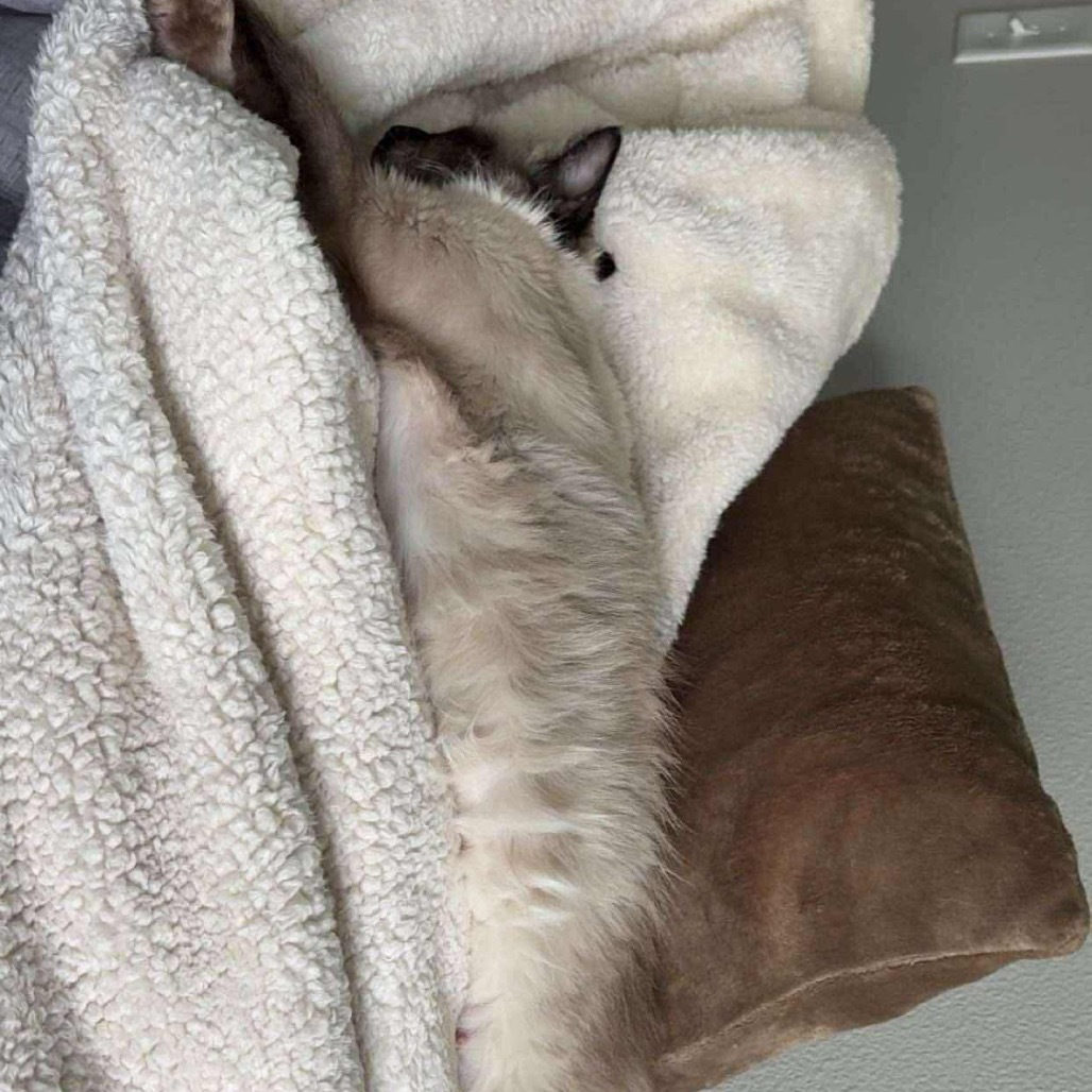 Luna, an adoptable Siamese, Domestic Medium Hair in Bismarck, ND, 58507 | Photo Image 3