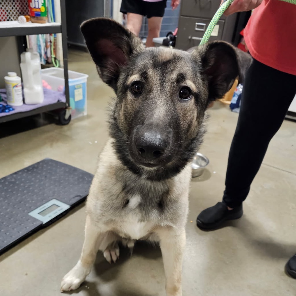 Ozzy, an adoptable Mixed Breed in Bismarck, ND, 58507 | Photo Image 2