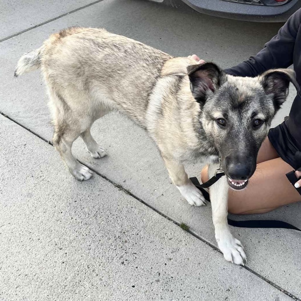 Ozzy, an adoptable Mixed Breed in Bismarck, ND, 58507 | Photo Image 3
