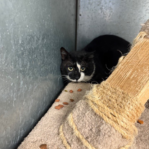 Mittens, an adoptable Domestic Short Hair in Port Aransas, TX, 78373 | Photo Image 1
