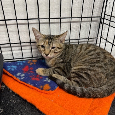 Spice, an adoptable Domestic Short Hair in Port Aransas, TX, 78373 | Photo Image 1