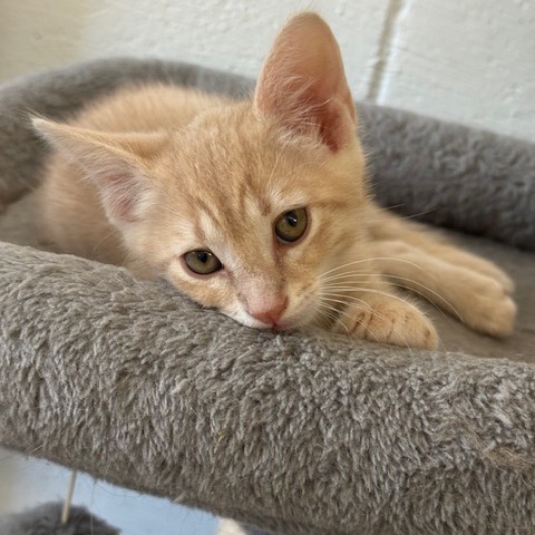 Queso, an adoptable Domestic Short Hair in Port Aransas, TX, 78373 | Photo Image 1