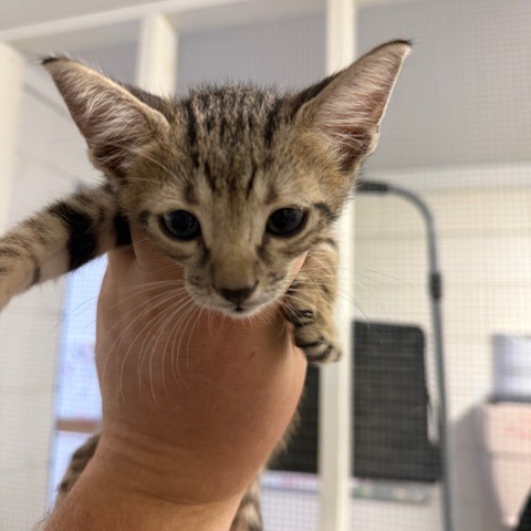 Fin, an adoptable Domestic Short Hair in Port Aransas, TX, 78373 | Photo Image 1