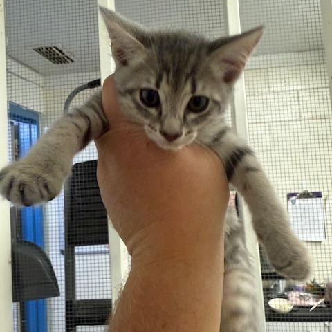 Mole', an adoptable Domestic Short Hair in Port Aransas, TX, 78373 | Photo Image 1