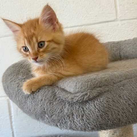 Enchilada, an adoptable Domestic Medium Hair in Port Aransas, TX, 78373 | Photo Image 1