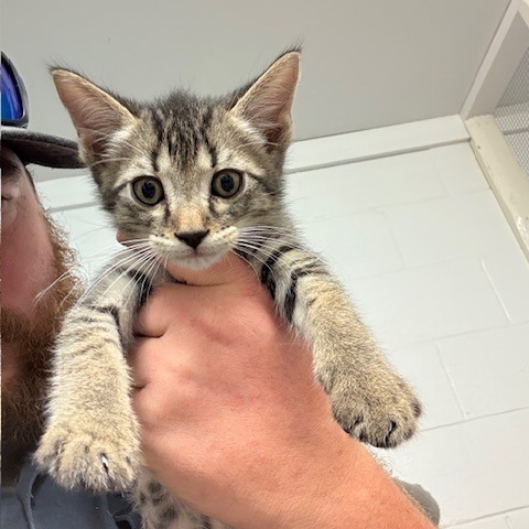 Salsa, an adoptable Domestic Short Hair in Port Aransas, TX, 78373 | Photo Image 1