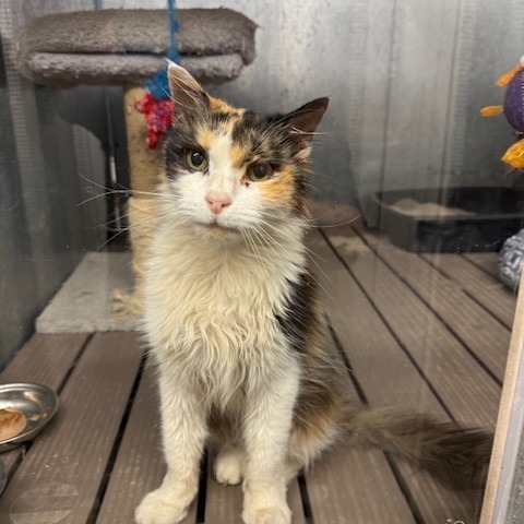 Oakley, an adoptable Domestic Long Hair in Port Aransas, TX, 78373 | Photo Image 1