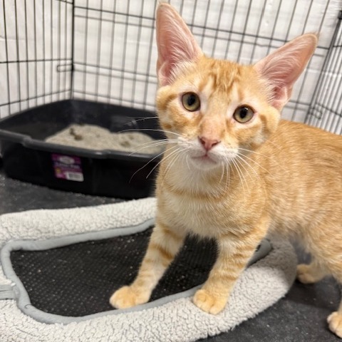 Pumpkin, an adoptable Domestic Short Hair in Port Aransas, TX, 78373 | Photo Image 1