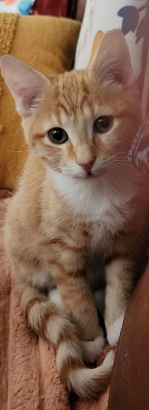 Margarita, Young Female unknown