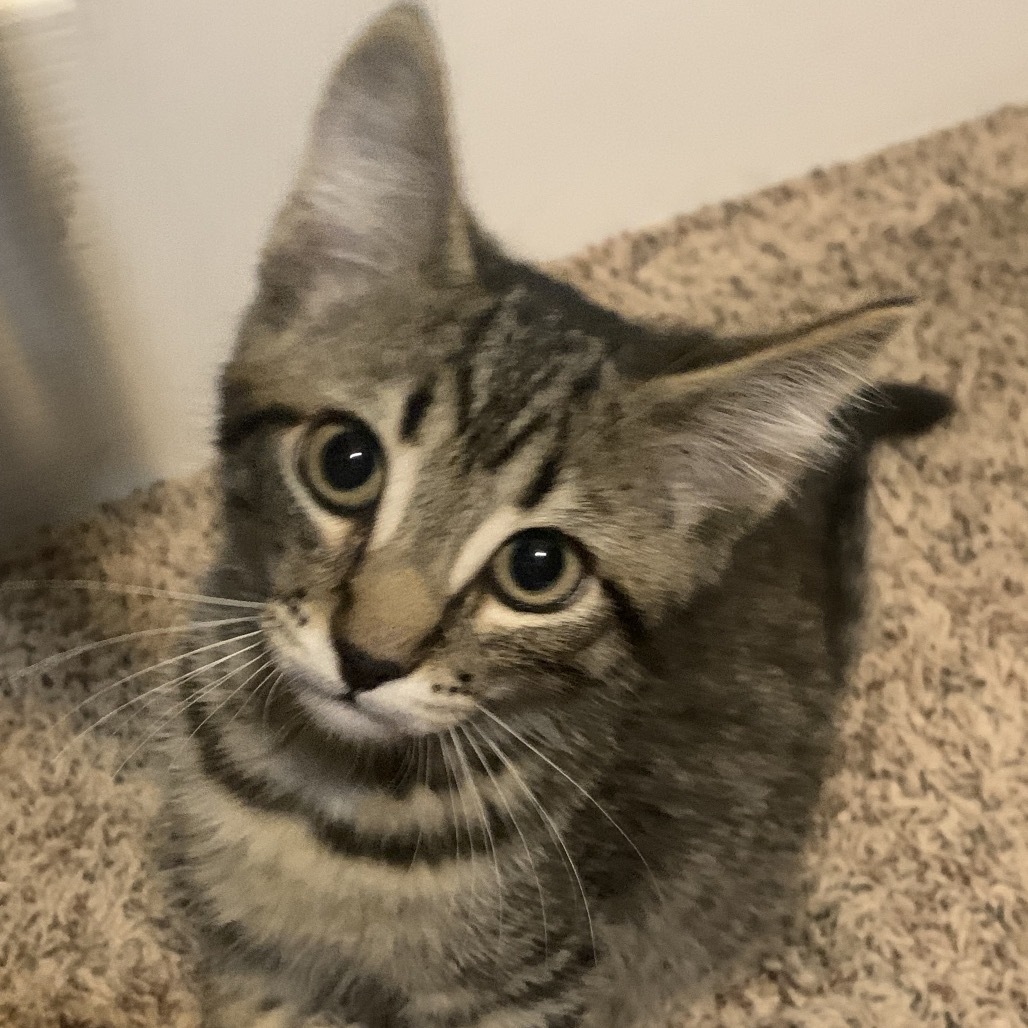 Sparkles (Blue), an adoptable Domestic Short Hair in Talent, OR, 97540 | Photo Image 1