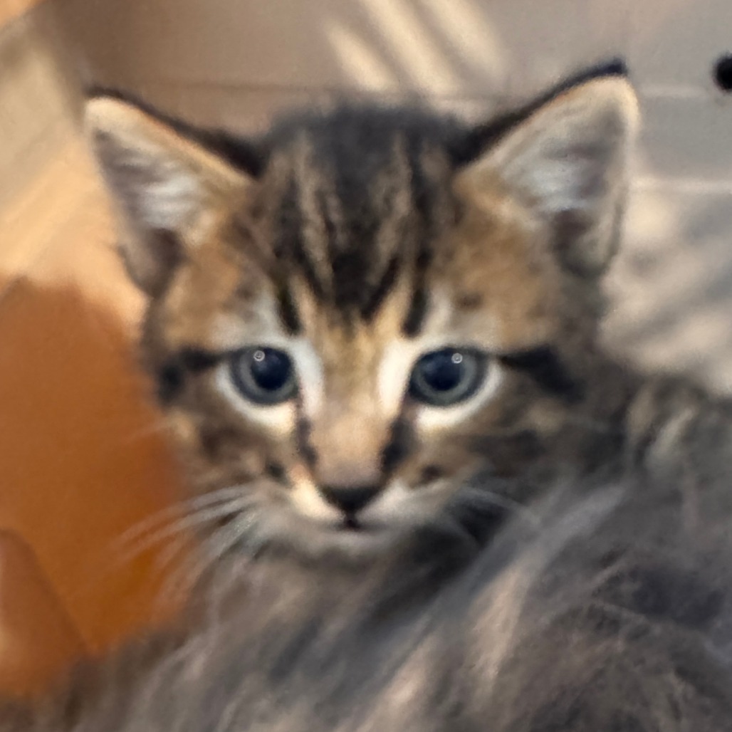 Sparkles (Blue), an adoptable Domestic Short Hair in Talent, OR, 97540 | Photo Image 2