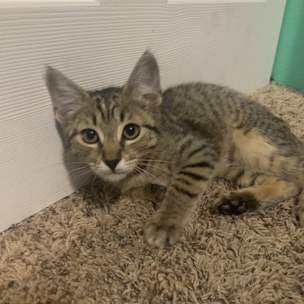 Cupcake Cutie (Orange), an adoptable Domestic Short Hair in Talent, OR, 97540 | Photo Image 1