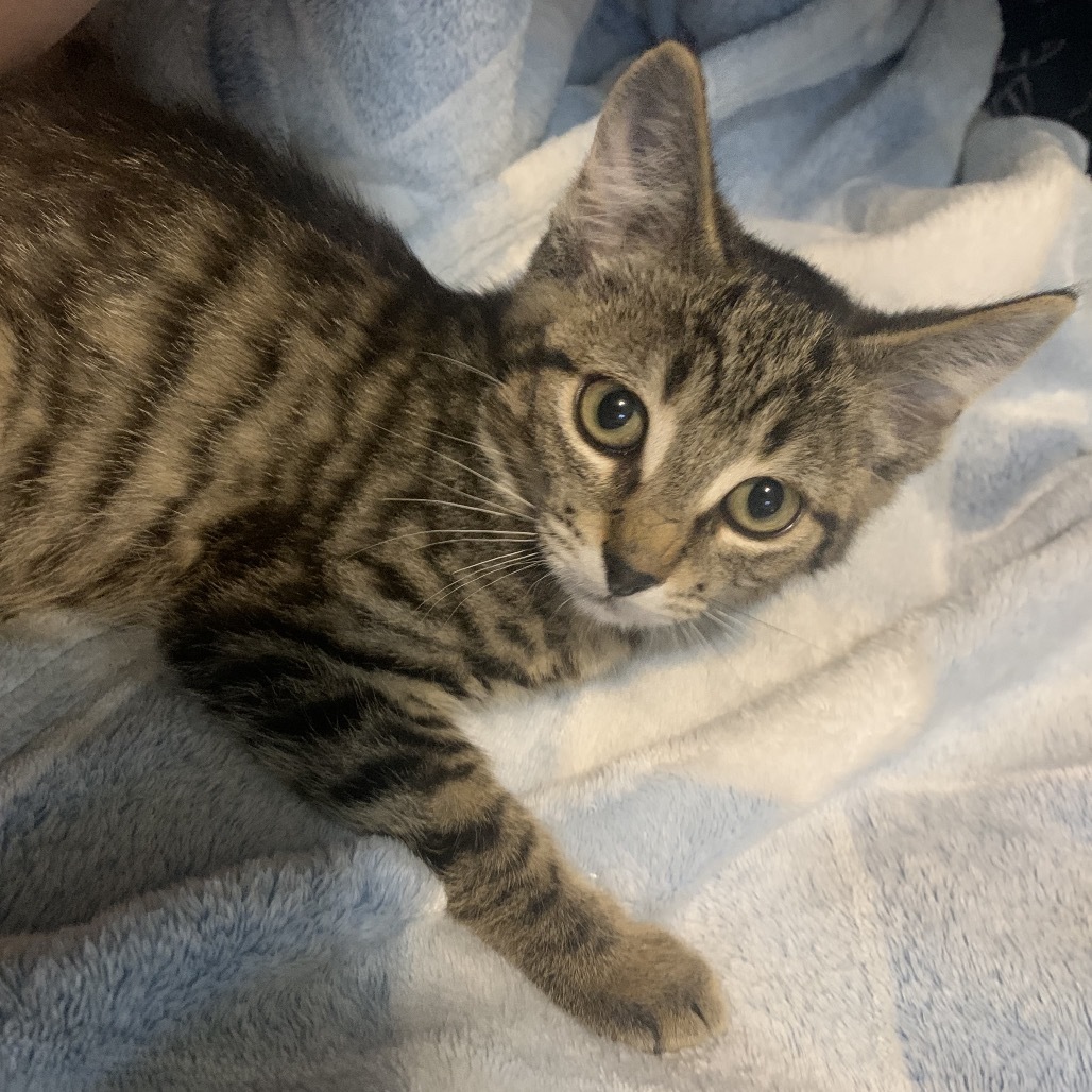Rainbow Dash (Grey), an adoptable Domestic Short Hair in Talent, OR, 97540 | Photo Image 1