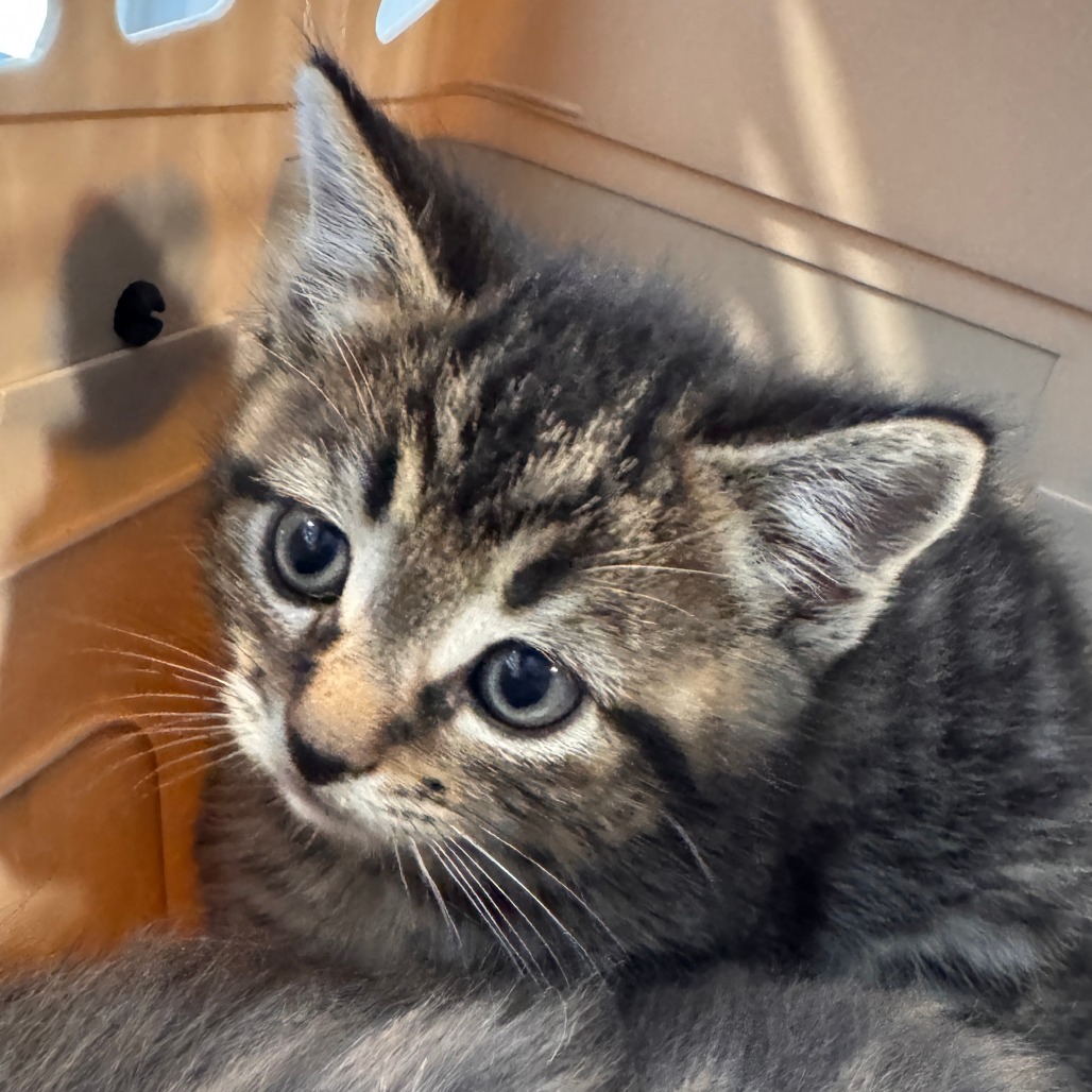 Rainbow Dash (Grey), an adoptable Domestic Short Hair in Talent, OR, 97540 | Photo Image 2