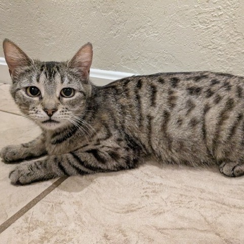 Trixie, an adoptable Domestic Short Hair in Talent, OR, 97540 | Photo Image 1