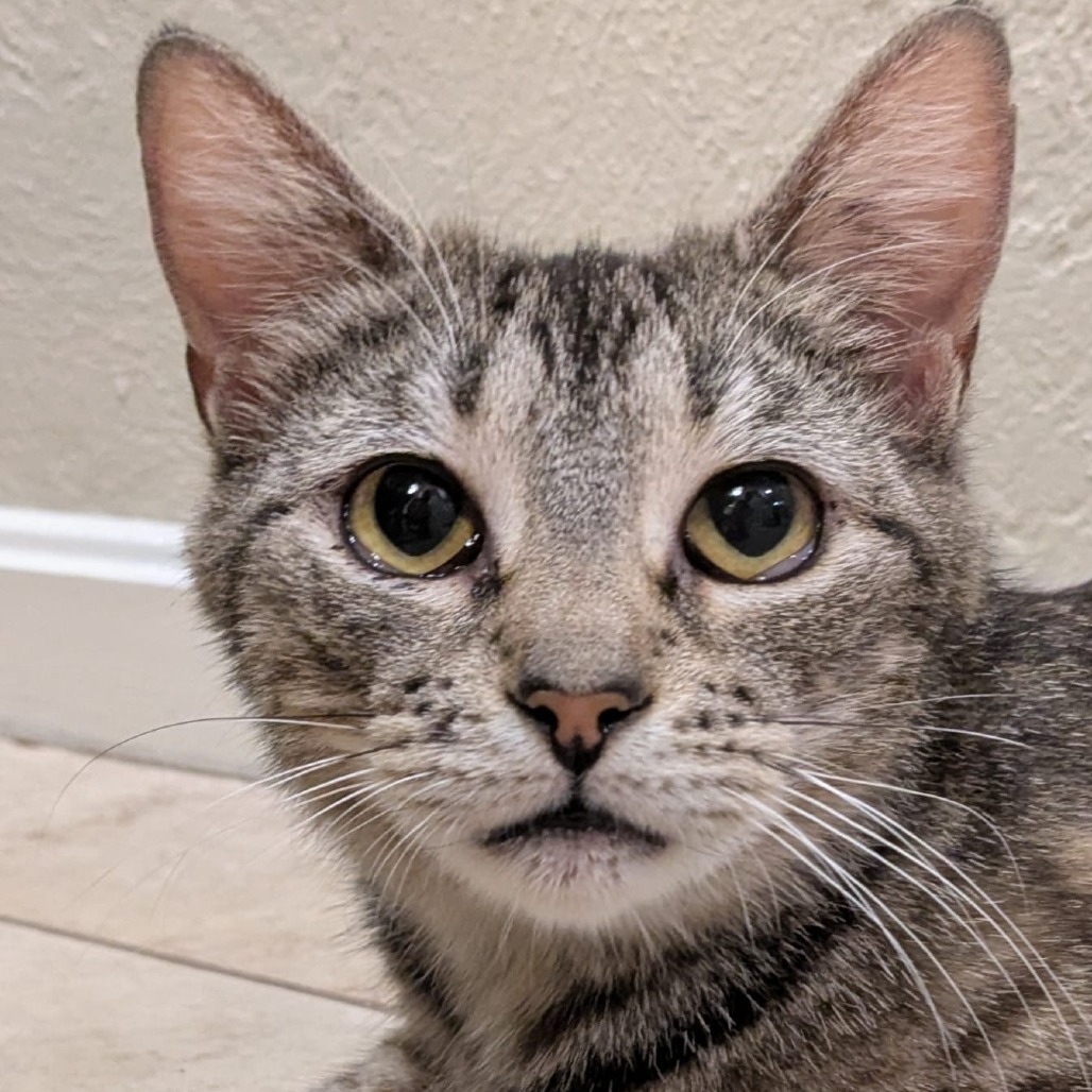 Trixie, an adoptable Domestic Short Hair in Talent, OR, 97540 | Photo Image 2