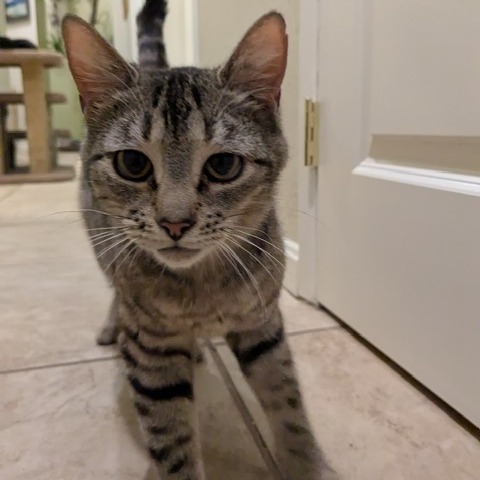 Trixie, an adoptable Domestic Short Hair in Talent, OR, 97540 | Photo Image 3