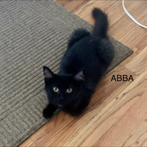 ABBA, an adoptable Domestic Long Hair in Talent, OR, 97540 | Photo Image 1