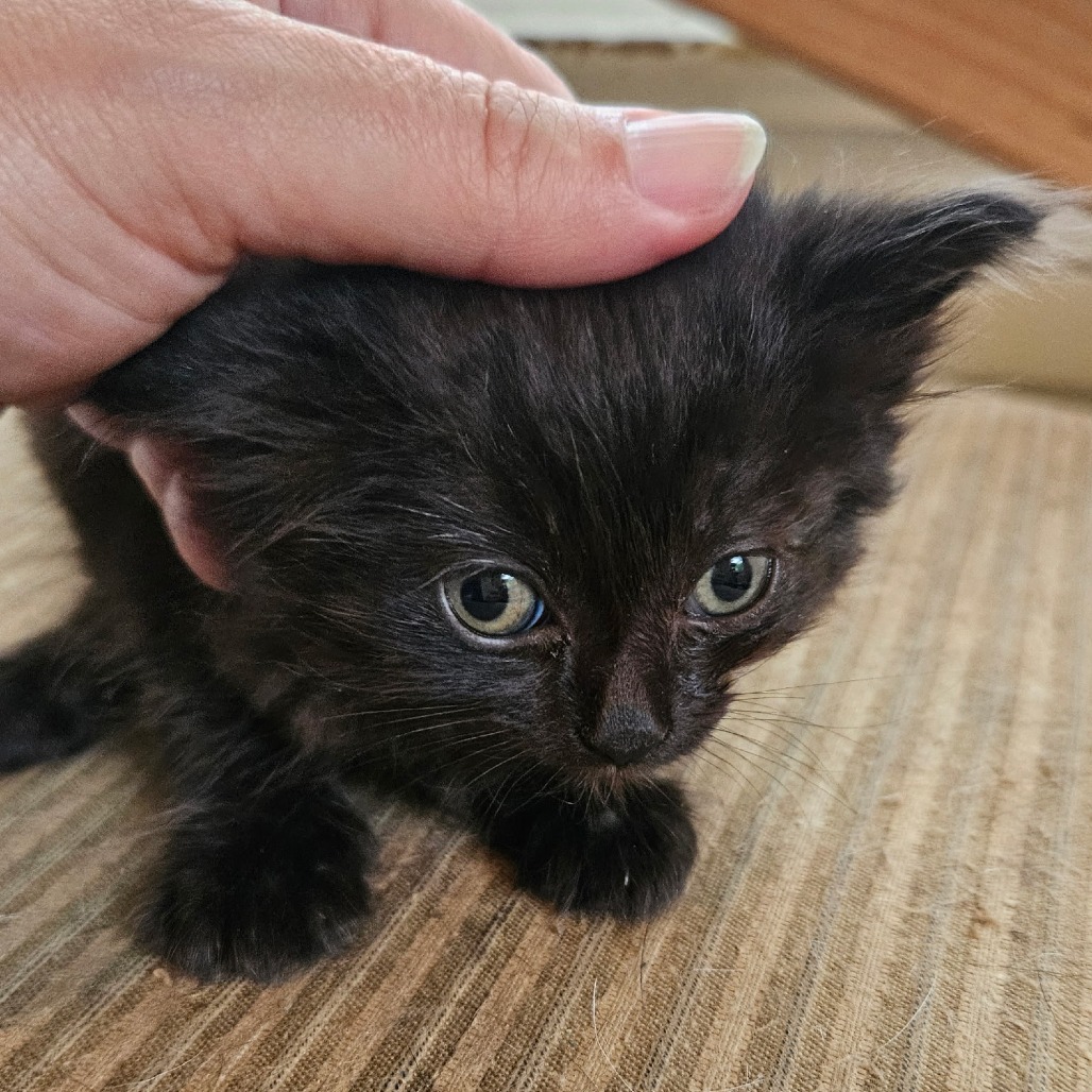 ABBA, an adoptable Domestic Long Hair in Talent, OR, 97540 | Photo Image 2